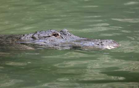 Allligator