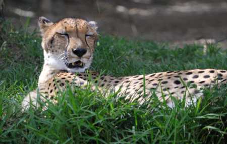 cheetah