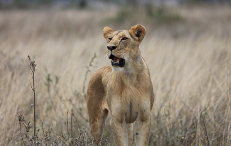 male lion
