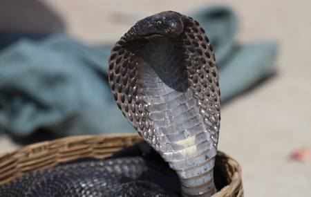 cobra