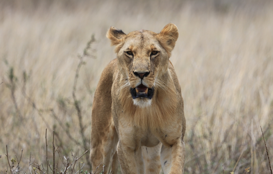 lion