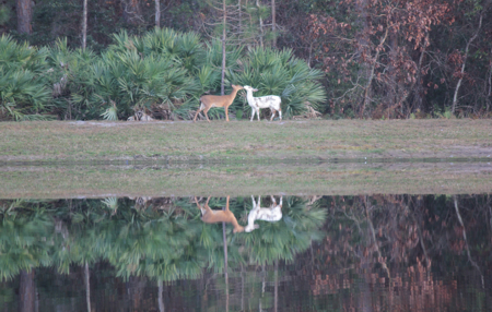 Piebald